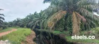 Pemda Harus Jeli Terbitkan Izin Perkebunan Sawit