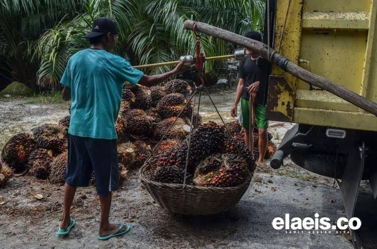 Puluhan Pabrik Sawit di Sumbar Terancam Ditutup