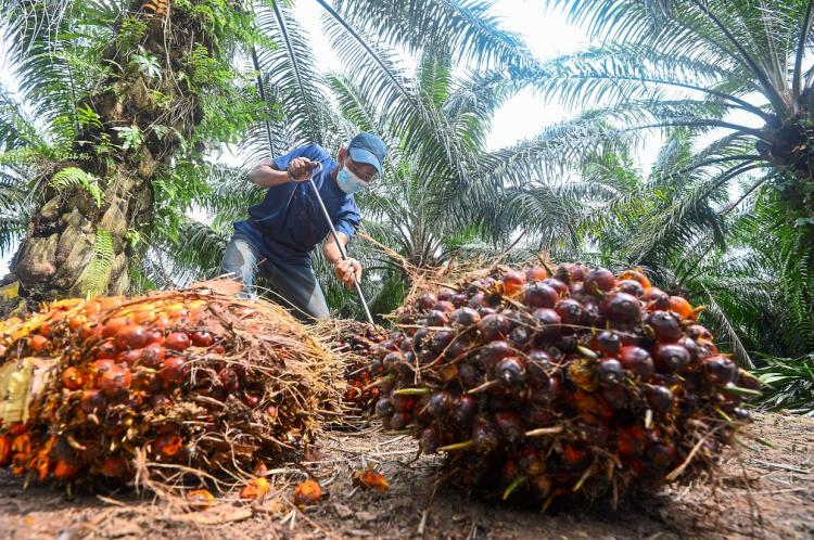 Harga CPO Takkan Seperti Maret 2022