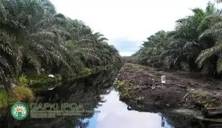 143 Hektare Kebun Sawit Ditolak Ikut PSR, ini Sebabnya