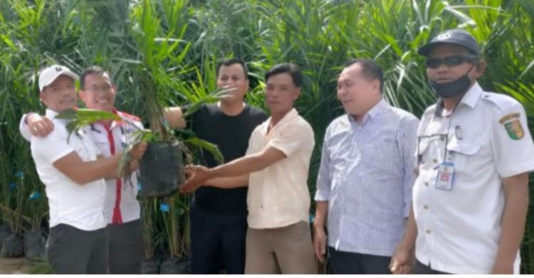 9 Poktan Dapat 13.000 Batang Bibit Sawit Gratis