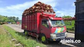Harga CPO Diprediksi Melesat Pekan Depan