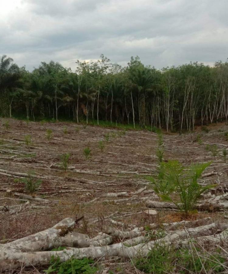 Pekebun Karet di Daerah ini Ramai-ramai Menanam Sawit