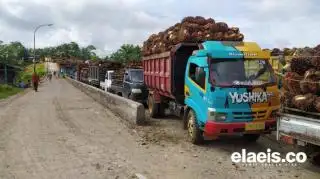 Harga Sawit Riau Turun Minggu Ini, Berikut Daftarnya