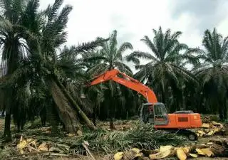 Sudah Rp95 Miliar Dikucurkan untuk Program Peremajaan Sawit di Rohul