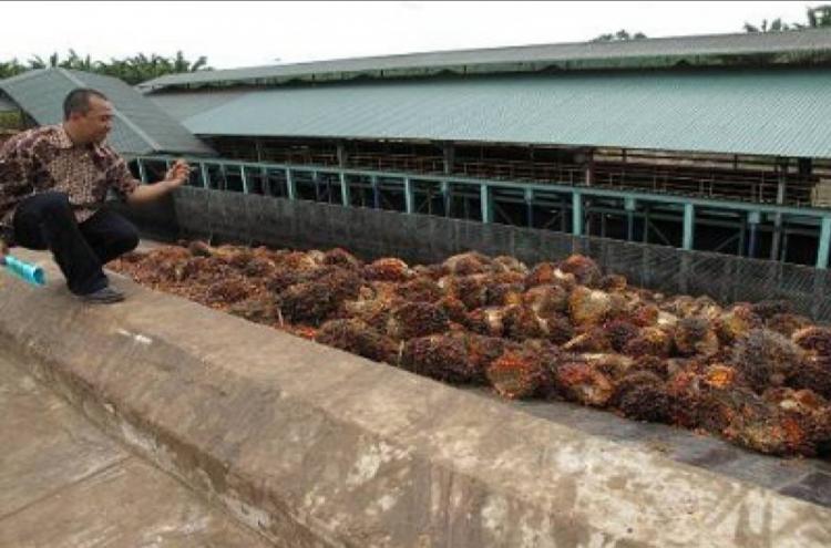 Di Kaltim Beroperasi 99 Pabrik Sawit, ini Sebarannya