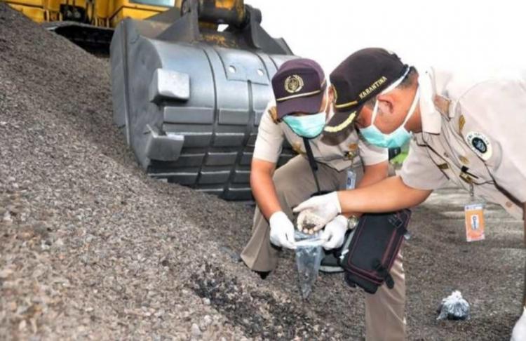 Produksi Cangkang Sawit Bengkulu Mencapai 60 Ribu Ton Per Bulan