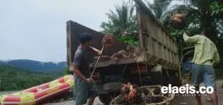 Petani Sawit Bengkulu Akses Pembiayaan KUR Rp2,4 Triliun