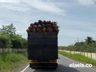 Disbun Riau Dorong Pemkab Data Izin Pabrik Kelapa Sawit, Berani Nggak?