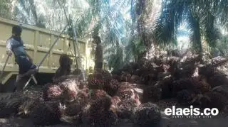 Komitmen Tentukan Harga CPO Sendiri, Sektor Perkebunan Sawit Indonesia Harus Kuat