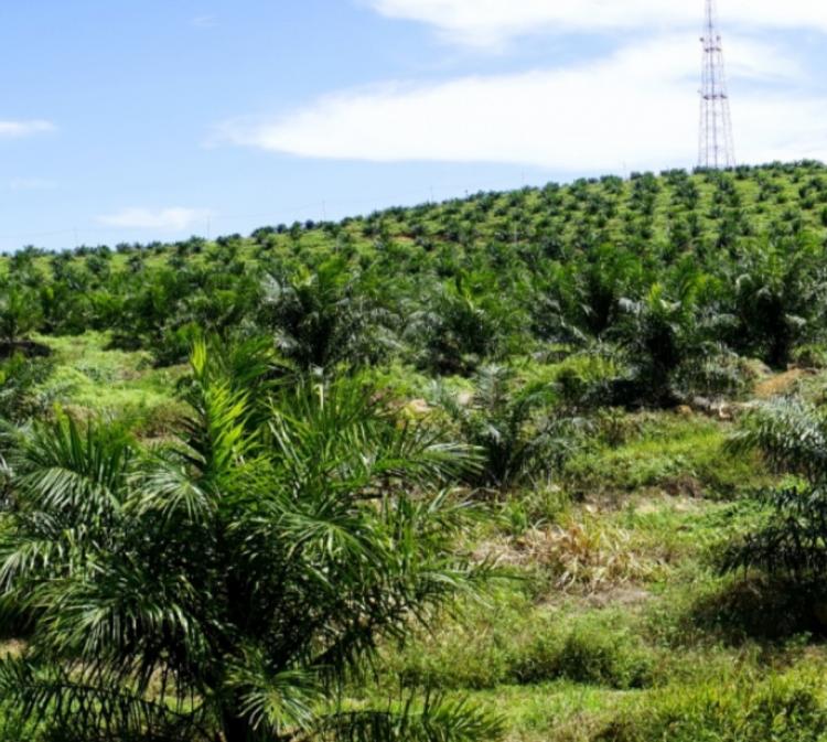 Kalbar Optimalkan Kebun Sawit untuk Sejahterakan Warga dan Naikkan Populasi Ternak