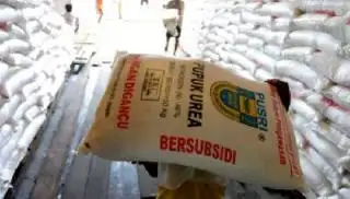 Bukan Mau Gratis, Petani Sawit Cuma Minta Pupuk dengan Harga Terjangkau