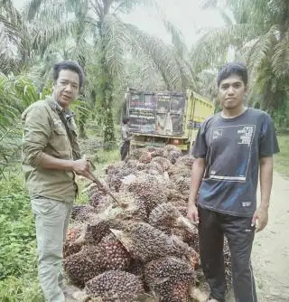Harga Resmi TBS Sawit di Jambi Naik Tipis, Simak Daftarnya