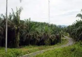 Ongkos Angkut Mahal, TBS di Limapuluh Kota Hanya Dihargai Rp1.600/Kg