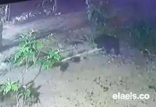 Terekam Kamera Pemantau, Beruang Madu Keluar Masuk Kebun Sawit Warga di Rohil