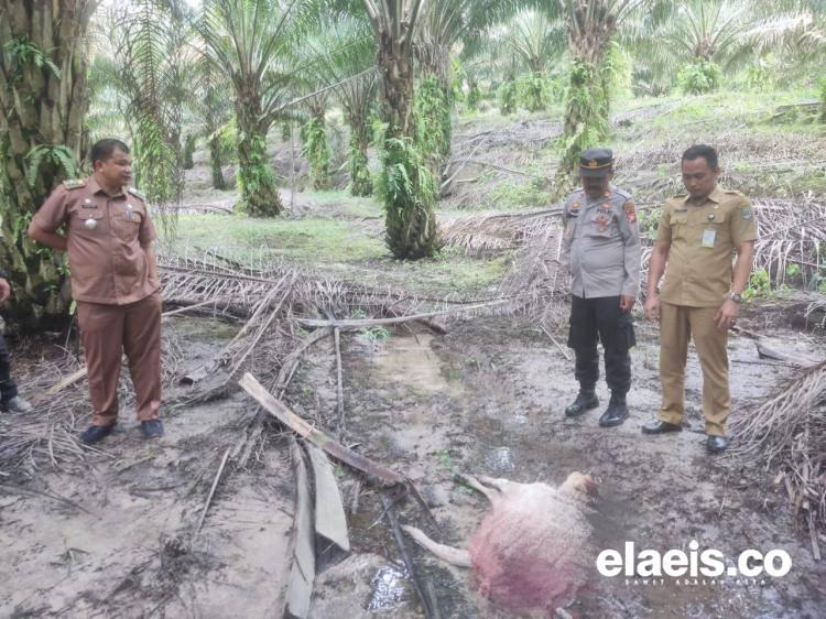 Diduga Dimangsa Harimau, Sapi Milik Warga Ditemukan Tewas di Kebun Sawit PTPN V Lubuk Dalam