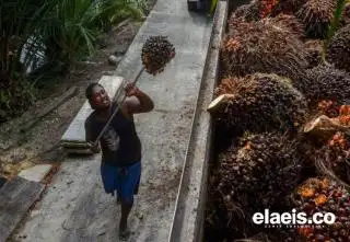 Turun Tipis, Sawit di Kalbar Dibandrol Rp2.351,61/Kg