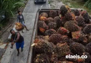 DBH Bukti Kebermanfaatan Sawit terhadap Daerah