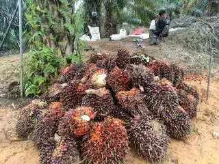 Harga TBS Melonjak, Sayangnya Hasil Panen Sedikit