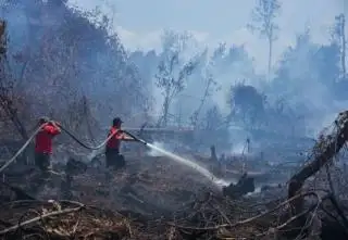 7 Hektar Lahan Terbakar, BPBD Pekanbaru Ingatkan Warga Waspada Karhutla