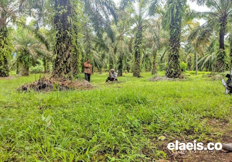 PT SIL Ikhlaskan 800 Hektare Lahan ke Masyarakat, tapi...