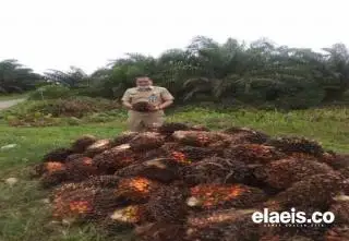 Indeks K Turun, Harga TBS Sawit Riau Cuma Naik Dikit Minggu Ini