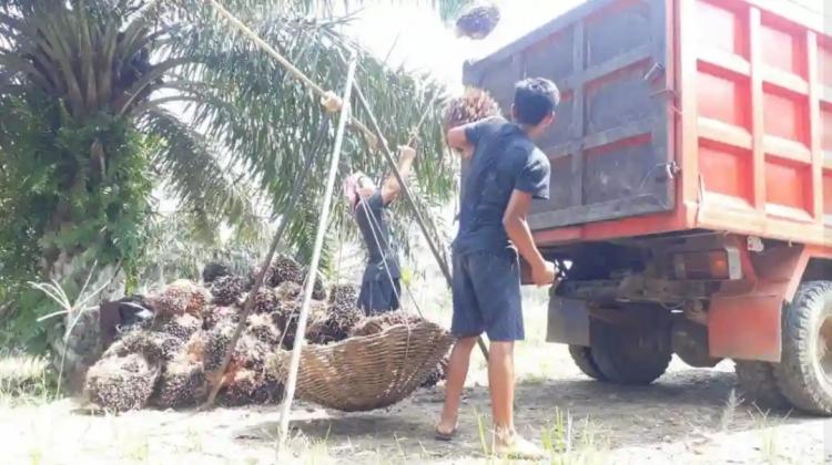 Pasokan TBS Minim, PKS di Bengkulu Perang Harga