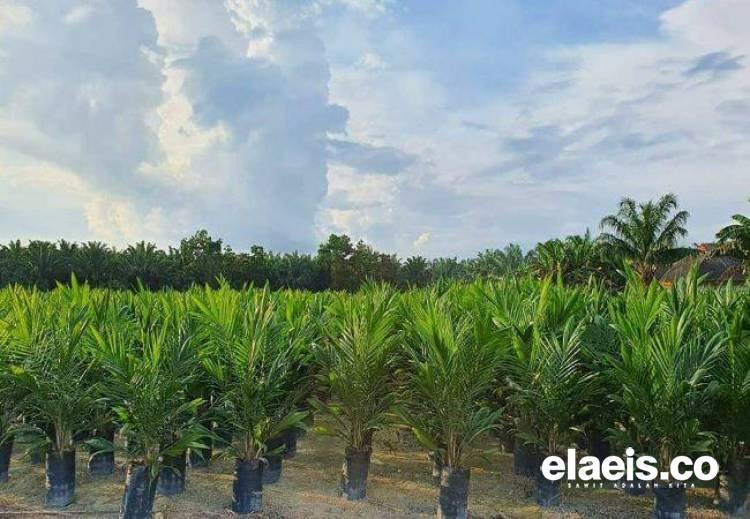 20 Persen Petani di Kalsel Pakai Bibit Abal-abal, APKASINDO: Sulit Mendapatkan yang Bersertifikat