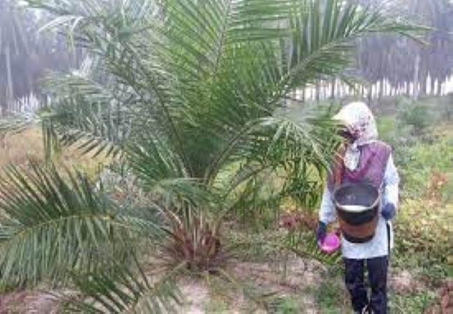 Petani Sawit Tak Diberi Subsidi Pupuk, Gapki Sumbar: Sudah Aturan Pemerintah, Mau Apalagi?