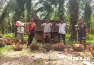 Toke Sawit juga Keluhkan Musim Trek: Dulu 20 Ton Sehari, Sekarang Cuma 7 Ton