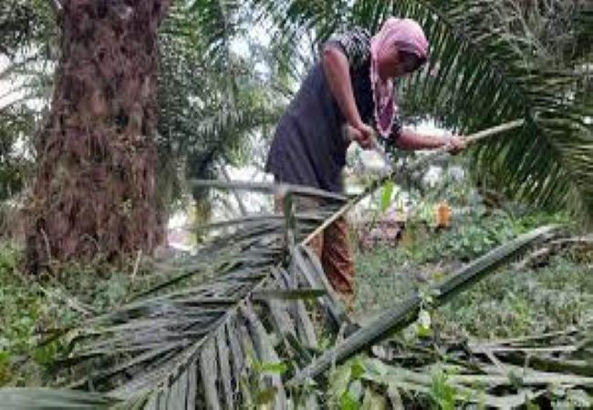 Apkasindo Jambi Sarankan Penumbangan dan Pengangkatan yang Cepat
