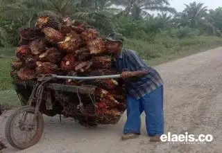 Naik Lagi, Harga Sawit di Kalbar Sentuh Rp2.570,65/Kg