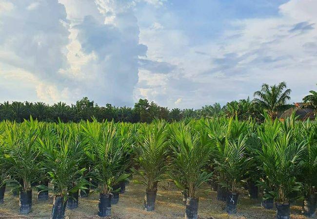 PSR di Pasbar, Apkasindo: Persyaratan Dipermudah, Petani Merasa Terbantu