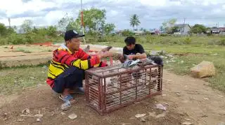 Salurkan Hobi, Petani Sawit di Bengkulu Justru Dapat Cuan