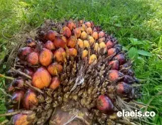 Pekan ini Harga Kelapa Sawit Sumut Dibandrol Rp2.896,83/Kg