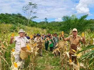 Petani Sawit Diajak Optimalkan Pemanfaatan Lahan dengan Tumpang Sari