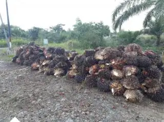 Produksi TBS Petani Turun, Pemerintah Pusat Diminta Cari Solusi