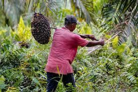 Ramadhan Tiba, Petani Pening Gara-gara Sawit Trek
