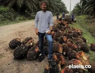 Harga Kelapa Sawit di Sumut Turun Tipis