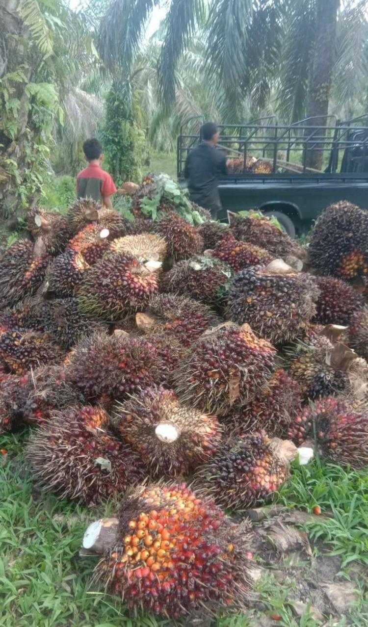 Turun Tipis, Berikut Update Harga Resmi TBS di Jambi