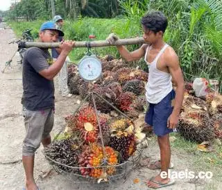 Turun Tipis, Harga Kelapa Sawit di Kalbar Rp2.661,93/Kg