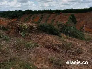Petani Terkulai Lihat Kebun Sawitnya Ditebangi, Ini Kata Pihak Korporasi