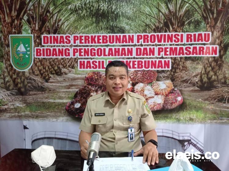Harga TBS Sawit di Riau Turun Lagi Jadi Rp 2.831/Kg