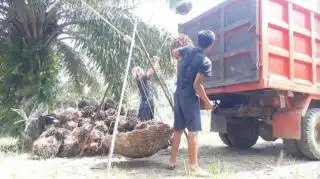 Petani Sawit Diminta Belanjakan Setidaknya 30% Hasil Penjualan TBS