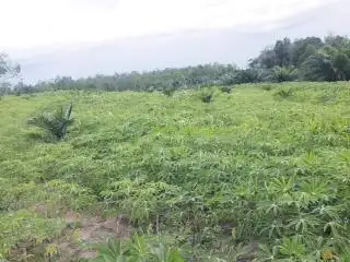 Diversifikasi Lahan, Kebun Sawit di Seluma Ditanami Singkong