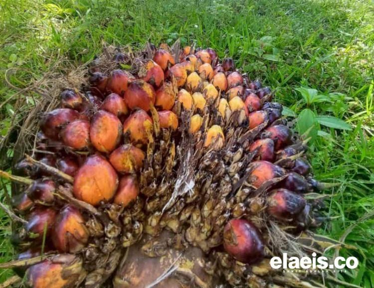 Sawit, Bikin NTP Bengkulu Naik 2,08 Persen