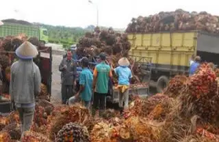 Berharap RAD-KSB Bisa Wujudkan Asas Pembangunan Perkebunan Berkelanjutan