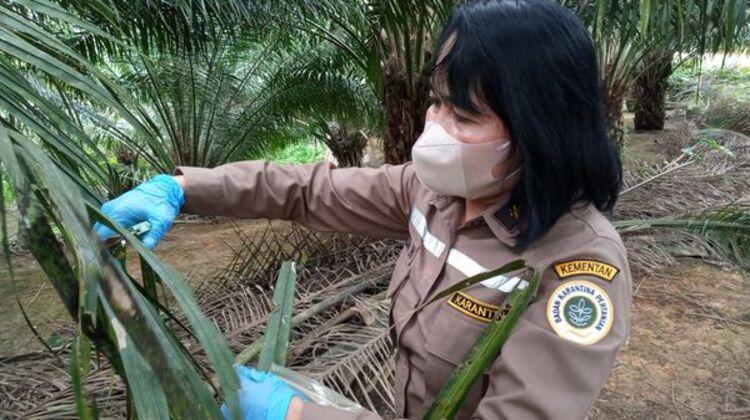 Karantina Pertanian Antisipasi Penyebaran Lethal Yellowing di Kalsel