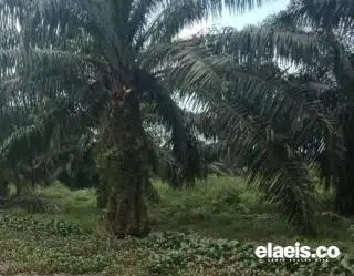 APKASINDO Minta DBH Sawit Digunakan untuk Ini