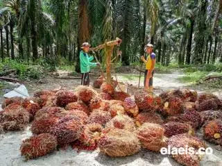 Merangkak Naik, Sawit di Kalbar Dibandrol Rp2,574.76/Kg